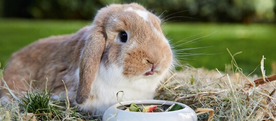 Niedliches braun-weißes Widderkaninchen sitzt auf Heu neben einem Futternapf mit frischem Gemüse im Garten