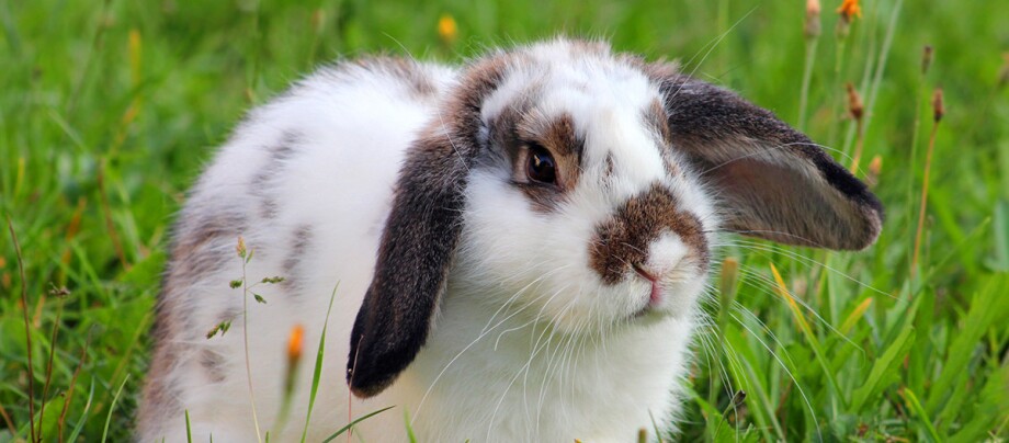 Niedlicher weiß-brauner Hase mit Schlappohren sitzt auf grünem Gras im Freien
