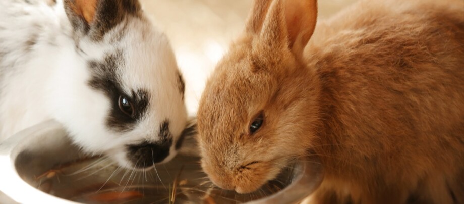 Ratgeber_Kaninchen_Trinknapf_1200x527 Zwei Kaninchen trinken aus einem Napf.