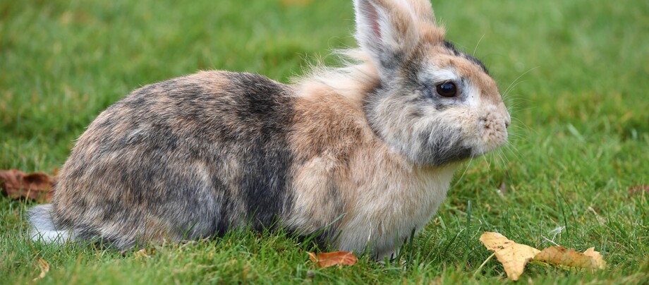 Ratgeber_Kaninchen_gescheckt_Wiese_1200x527 Flauschiges braun-graues Kaninchen sitzt auf grünem Gras mit herbstlichen Blättern