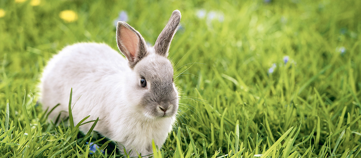 Ratgeber_Kaninchen_hellgrau_Wiese_1200x527 Kleiner grauer und weißer Hase sitzt aufmerksam auf grünem Gras im Freien