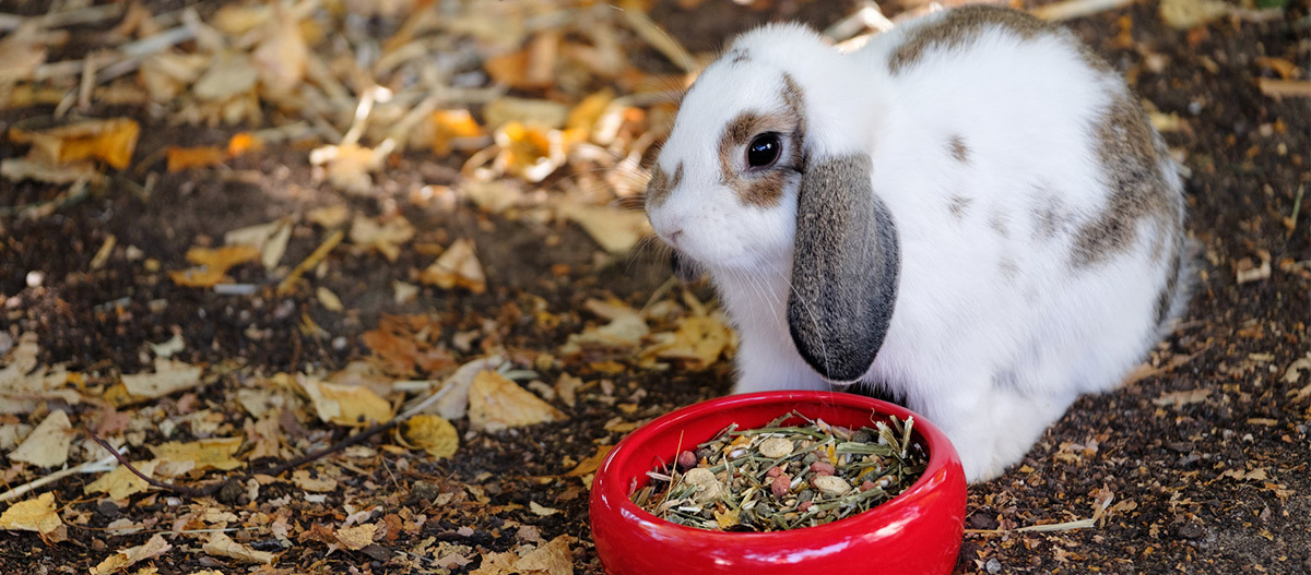 Ratgeber_Kaninchen_roter_Napf_1200x527 Ein Kaninchen sitzt vor seinem Futternapf.