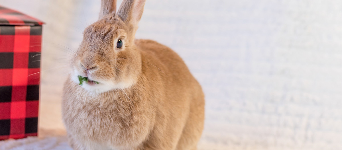 Ratgeber_Kaninchen_rotschwarze_Box_1200x527 Ein Kaninchen frisst etwas.