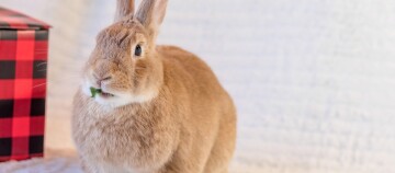 Ein Kaninchen frisst etwas.