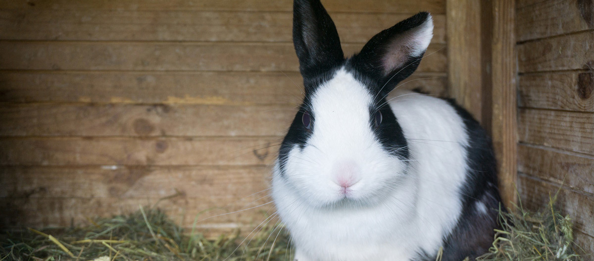 Ratgeber_Kaninchen_sw_Stall_1200x527 Ein schwarz weißes Kaninchen sitzt in einem Stall.