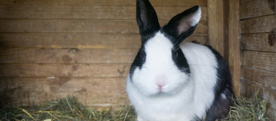 Ratgeber_Kaninchen_sw_Stall_1200x527 Ein schwarz weißes Kaninchen sitzt in einem Stall.