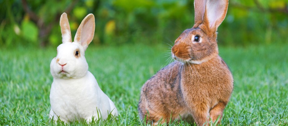 Ratgeber_Kaninchen_weiß_und_braun_1200x527 Zwei Hasen sitzen auf den Rasen.