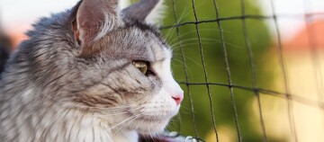Nahaufnahme einer grau-weißen Katze mit grün-gelben Augen, die durch ein Drahtgitter nach draußen schaut