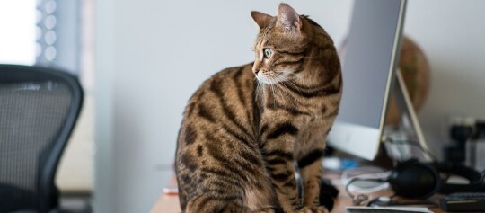 Braune getigerte Katze sitzt auf einem Schreibtisch vor einem Computerbildschirm in einem Home-Office.