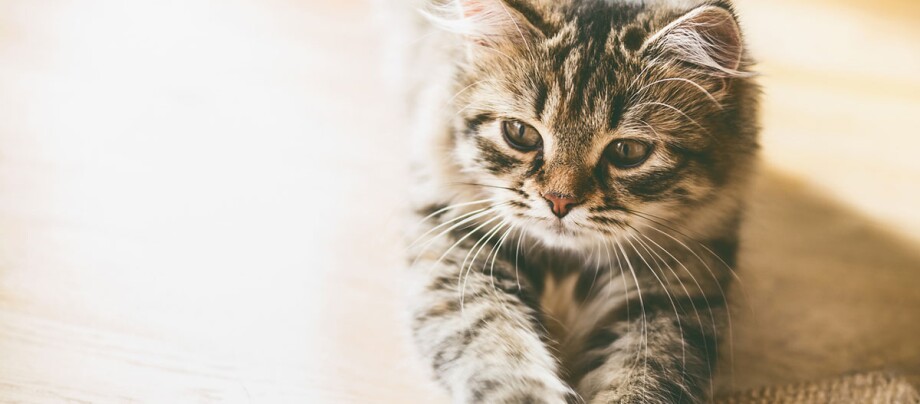 Ratgeber_Katze_Ausstattung_Katzestrecktsich_1200x527 Niedliches getigertes Kätzchen liegt entspannt auf hellem Boden, Nahaufnahme eines flauschigen Haustiers mit warmem Licht