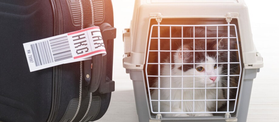 Ratgeber_Katze_Ausstattung_Reisen_1200x527 Katze in einer grauen Transportbox neben einem schwarzen Koffer mit Gepäckanhänger, bereit für die Flugreise.