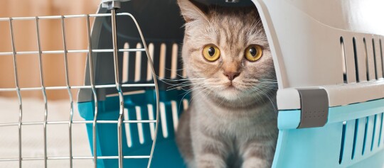 Eine Katze sitzt in einer Transportbox.