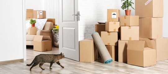 Eine Katze schleicht durch eine Wohnung voller Umzugskartons.