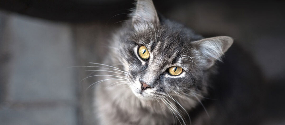 Ratgeber Katze Ausstattung Nahaufnahme einer grau getigerten Katze mit gelben Augen, die direkt in die Kamera schaut