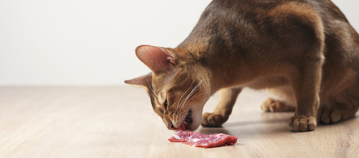 Braune Katze frisst rohes Fleisch auf hellem Holztisch, Nahaufnahme