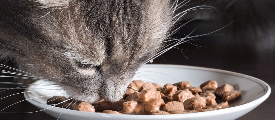 Eine Katze frisst Nassfutter aus einem Napf Nahaufnahme einer grauen Katze, die Nassfutter von einem weißen Teller frisst