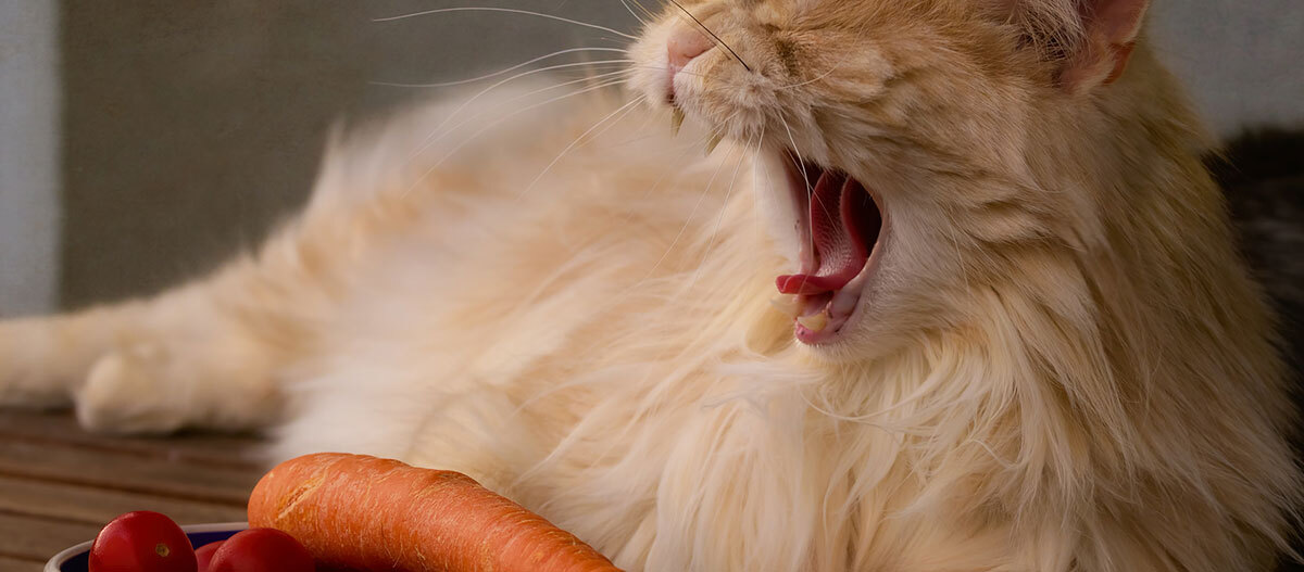 Ratgeber Katze Ernährung Flauschige orange Katze gähnt neben Karotte und Kirschtomaten auf einer Holzoberfläche