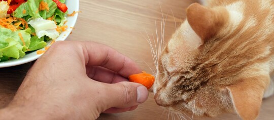 Nahaufnahme einer Hand, die ein Stück Karotte an die Nase einer orangefarbenen Katze hält, die daran schnuppert, mit einem Teller frischem Salat im Hintergrund.