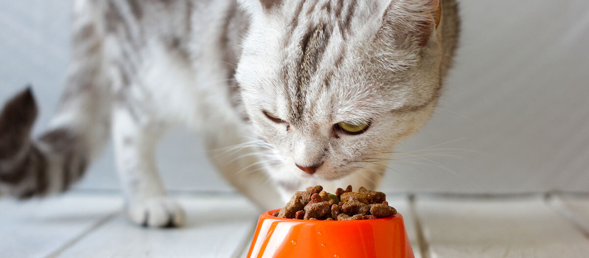 Eine getigerte Katze frisst Futter aus einem orangenen Napf Nahaufnahme einer grauen getigerten Katze, die aus einem orangefarbenen Napf Trockenfutter frisst