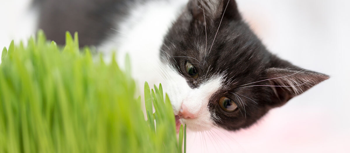 Eine weiß und schwarz gemusterte Katze knabbert am Katzengras Nahaufnahme einer schwarz-weißen Katze, die frisches grünes Gras frisst, mit Fokus auf ihr Gesicht und ihre rosa Nase.