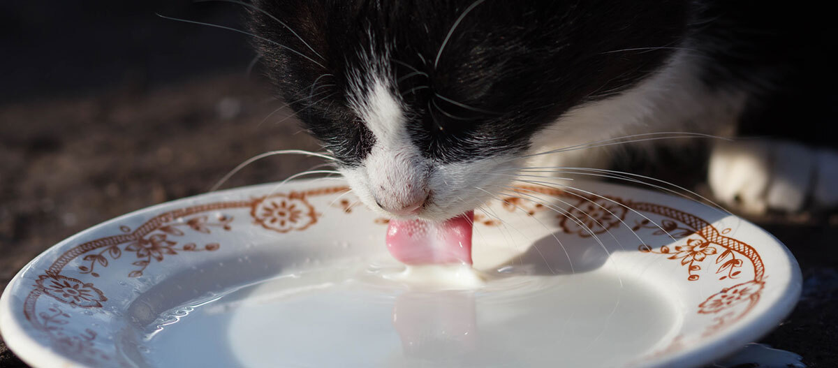 Ratgeber_Katze_Ernaehrung_Katzenmilch2_1200x527 Eine Katze trinkt Katzenmilch aus einer Schale.
