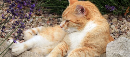 Entspannte orange-weiße Hauskatze liegt auf Kieselsteinen neben lila Blumen im Garten