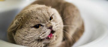 Nahaufnahme einer grauen British Shorthair Katze mit geöffnetem Mund und bernsteinfarbenen Augen