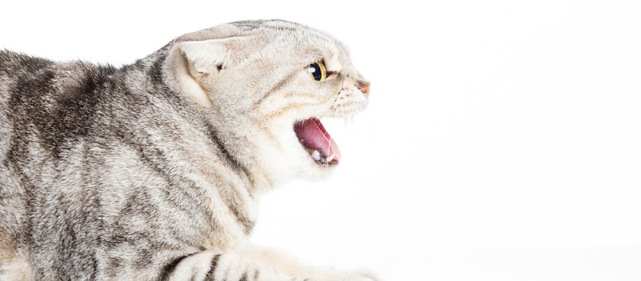 Eine Katze faucht und hat die Ohren angelegt Graue getigerte Katze mit offenem Maul und wütendem Ausdruck vor weißem Hintergrund