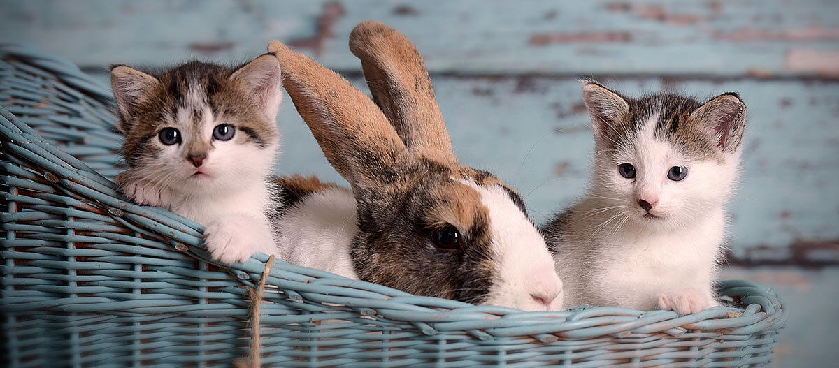 Ratgeber_Katze_Erziehung_KatzeKaninchen_1200x527 Zwei kleine Kätzchen und ein Kaninchen sitzen zusammen in einem hellblauen Korb vor einem rustikalen blauen Holzhintergrund.