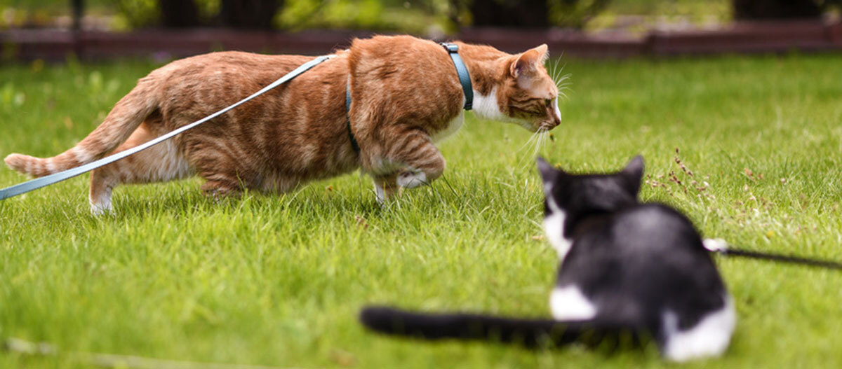 Ratgeber Katze Erziehung Zwei Katzen an einer Leine.