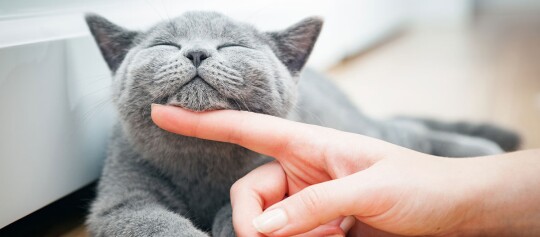 Zufriedene graue Katze mit geschlossenen Augen, die sanft unter dem Kinn von einem menschlichen Finger gestreichelt wird.