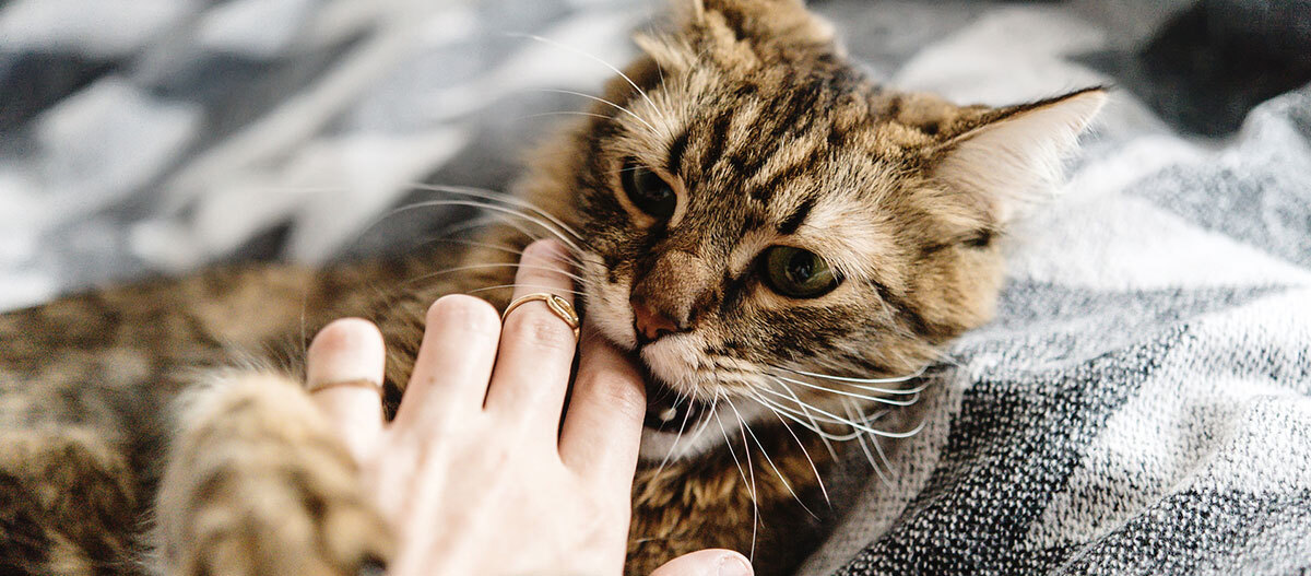 Eine Katze liegt auf einer Decke und spielt mit der Hand Eine Katze liegt auf einer Decke und spielt mit der Hand