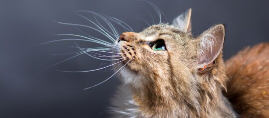 Eine braun getigerte Katze schaut nach oben