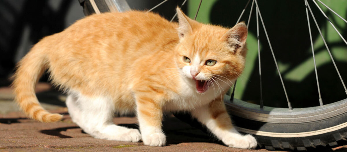 Ratgeber Katze Erziehung Eine Katze faucht