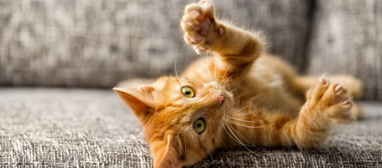 Ein Kitten liegt auf dem Sofa und fährt spielerisch die Krallen aus