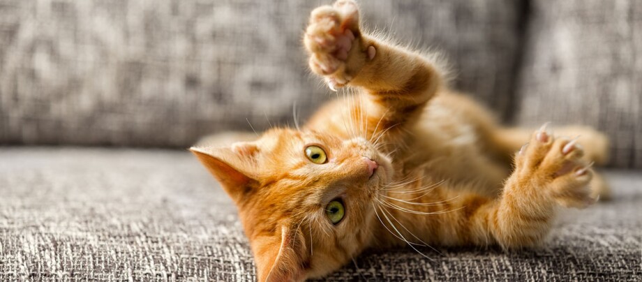 Verspielte orangefarbene Hauskatze mit grünen Augen liegt auf dem grauen Sofa und streckt ihre Pfoten aus