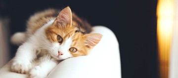 Entspannte orange-weiße Katze liegt auf weißem Sofa und schaut ruhig in die Kamera