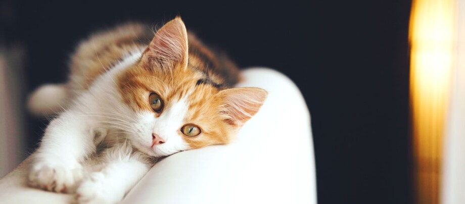 Entspannte orange-weiße Katze liegt auf weißem Sofa und schaut ruhig in die Kamera