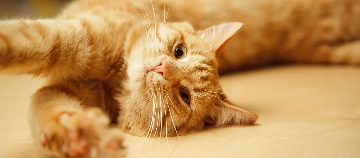 Nahaufnahme einer entspannten orangefarbenen Tabby-Katze, die auf der Seite liegt und ihre Pfote ausstreckt
