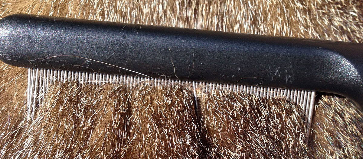 Schwarzer Flohkamm mit feinen Metallzähnen auf braunem Tierfell zur Entfernung von Flöhen und losem Haar
