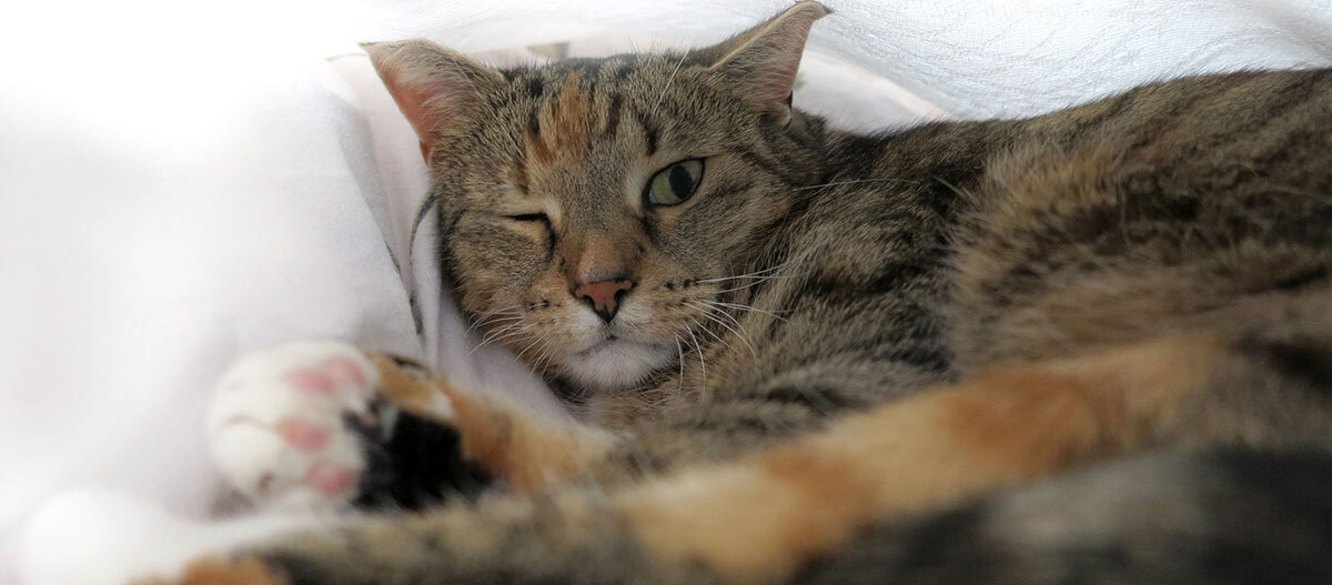 Ratgeber Katze Gesundheit Auge Nahaufnahme einer entspannten getigerten Katze, die auf einer weißen Decke liegt und mit einem Auge zwinkert