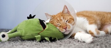 Ein Katze liegt schlafen mit einer Halskrause auf dem Teppichboden