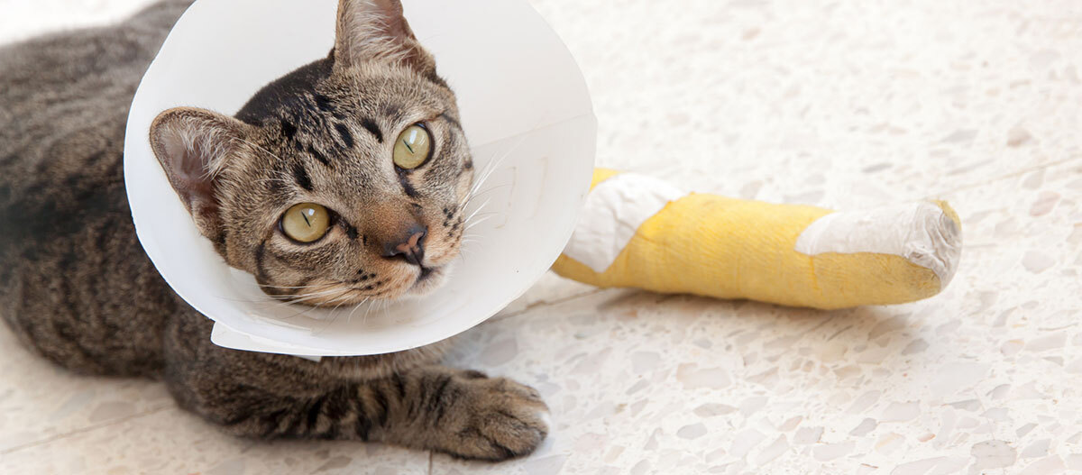 Ratgeber Katze Gesundheit Verletzte getigerte Katze mit gelbem Verband am Hinterbein und weißem Schutzkragen liegt auf hellem Fliesenboden.