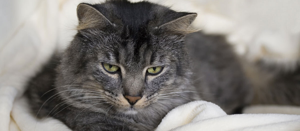Ratgeber Katze Gesundheit Nahaufnahme einer grauen getigerten Katze mit grünen Augen, die auf einer weißen Decke liegt