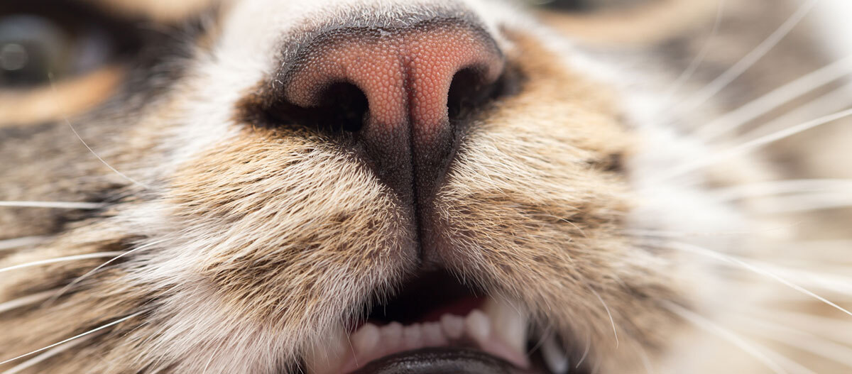 Ratgeber Katze Gesundheit Nase Nahaufnahme einer Katzennase mit sichtbaren Schnurrhaaren und geöffnetem Maul