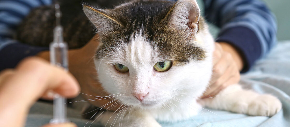 Ratgeber Katze Gesundheit Spritze Nahaufnahme einer weißen und getigerten Katze mit grünen Augen, die von einer Person gehalten wird, während eine andere Person eine Spritze für eine Impfung vorbereitet.