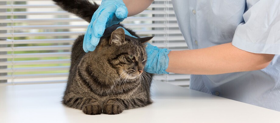 Katze liegt auf einem Tisch beim Tierarzt und wird vom Arzt gestreichelt Tierarzt untersucht ruhige getigerte Katze mit blauen Handschuhen auf weißem Tisch in Tierklinik