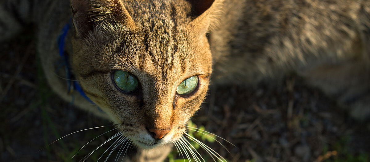 Getigerte Katze mit blauem Halsband liegt auf der Sonne auf einer Wiese Nahaufnahme einer getigerten Katze mit grünen Augen und blauem Halsband im Sonnenlicht im Freien