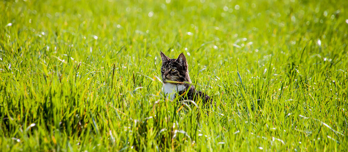 Tabby-Katze mit weißen Abzeichen sitzt aufmerksam in einem grünen, sonnenbeschienenen Grasfeld