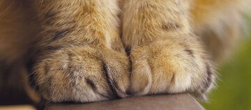 Nahaufnahme von flauschigen Katzenpfoten mit gestreiftem Fell auf einer Oberfläche